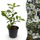 Gartenpflanze - Cornus Florida - Weiß-rosa Blüte - 1 Pflanze - Laubabwerfend - Pflegeleicht - Topf 12cm Höhe 35cm