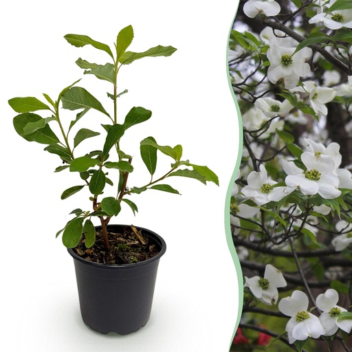 "Gartenpflanze - Cornus Florida - Weiß-rosa Blüte - 1 Pflanze - Laubabwerfend - Pflegeleicht - Topf 12cm Höhe 35cm image"