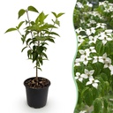 Gartenpflanze - Cornus kousa chinensis - Weiße Blüte - 1 Pflanze - Laubabwerfend - Pflegeleicht - Topf 12cm Höhe 35cm