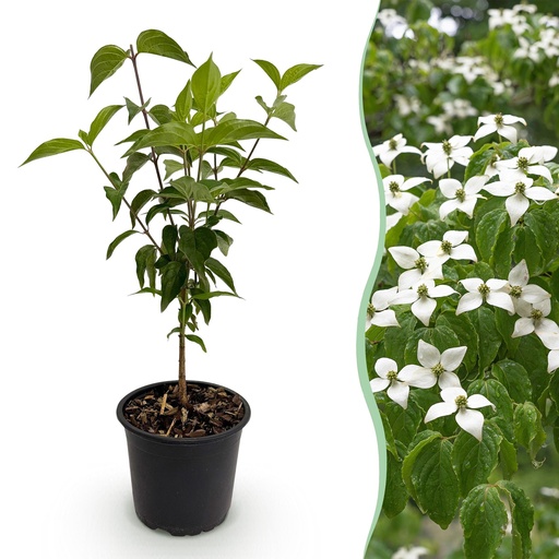 "Chinesischer Blumenhartriegel (Cornus kousa) – winterharter Blütenstrauch, Höhe ca. 12 cm image"