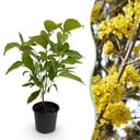Gartenpflanze - Cornus mas - Gelbe Blüte - 1 Pflanze - Laubabwerfend - Pflegeleicht - Topf 12cm Höhe 35cm