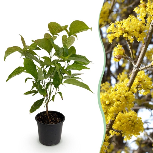 "Gartenpflanze - Cornus mas - Gelbe Blüte - 1 Pflanze - Laubabwerfend - Pflegeleicht - Topf 12cm Höhe 35cm image"