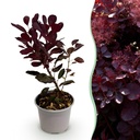 Gartenpflanze - Cotinus coggyria Lilla - Lila - 1 Pflanze - Laubabwerfend - Wenig Pflege - Topf 12cm Höhe 35cm