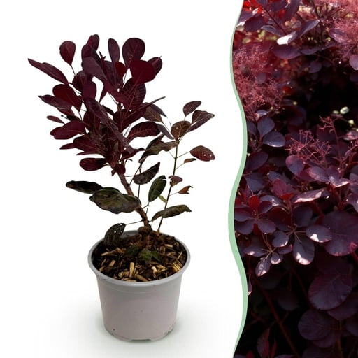 "Gartenpflanze - Cotinus coggyria Lilla - Lila - 1 Pflanze - Laubabwerfend - Wenig Pflege - Topf 12cm Höhe 35cm image"