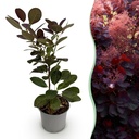 Gartenpflanze - Cotinus coggyria Royal Purple - Lila - 1 Pflanze - Laubabwerfend - Wenig Pflege - Topf 12cm Höhe 35cm