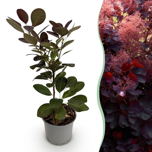 Perückenstrauch Royal Purple
