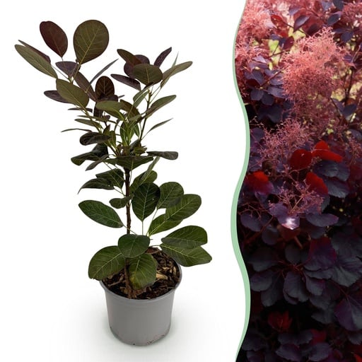 "Gartenpflanze - Cotinus coggyria Royal Purple - Lila - 1 Pflanze - Laubabwerfend - Wenig Pflege - Topf 12cm Höhe 35cm image"