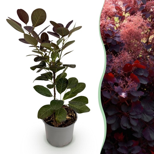 "Perückenstrauch (Cotinus coggygria) – winterharter Zierstrauch, Höhe ca. 12 cm image"