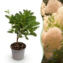 Gartenpflanze - Cotinus coggyria Young Lady - Grün 1 Pflanze - Laubabwerfend - Wenig Pflege - Topf 12cm Höhe 35cm