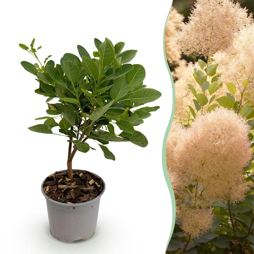 "Perückenstrauch (Cotinus coggygria) – winterharter Zierstrauch, Höhe ca. 12 cm image"