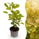 Gartenpflanze - Cotinus coggyria Golden Spirit - Gelb - 1 Pflanze - Laubfallend - Wenig Pflege - Topf 12cm Höhe 35cm