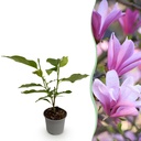 Gartenpflanze - Magnolia Betty - Weiße Blüte - 1 Pflanze - Laubabwerfend - Pflegeleicht - Topf 12cm Höhe 30cm