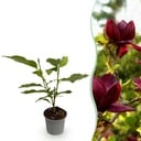 Gartenpflanze - Magnolia Genie - Lila Blüte - 1 Pflanze - Laubabwerfend - Pflegeleicht - Topf 12cm Höhe 30cm