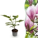 Gartenpflanze - Magnolia George Henry Kern - Rosa Blüte - 1 Pflanze - Laubabwerfend - Pflegeleicht - Topf 12cm Höhe 30cm