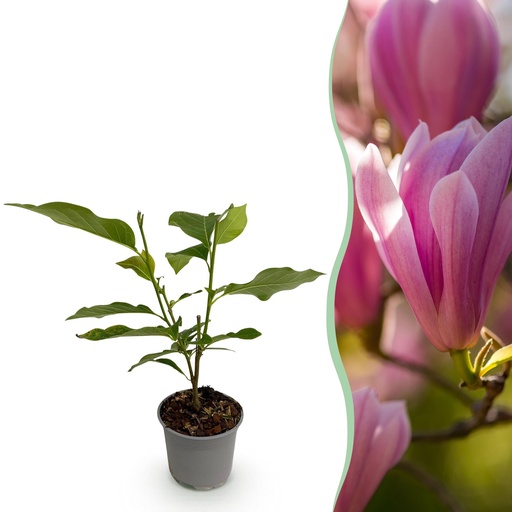 "Gartenpflanze - Magnolia Heaven Scent - Rosa Blüte - 1 Pflanze - Laubabwerfend - Pflegeleicht - Topf 12cm Höhe 30cm image"