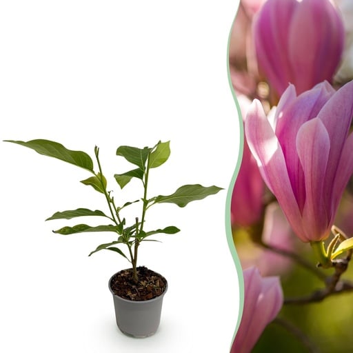 "Magnolie 'Heaven Scent' (Magnolia) – winterhartes Ziergehölz, Topf-Ø 12 cm, Höhe ca. 30 cm image"