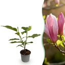 Gartenpflanze - Magnolia Ricki - Blüte Rot - 1 Pflanze - Laubabwerfend - Wenig Pflege - Topf 12cm Höhe 30cm