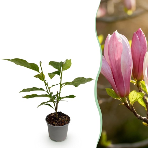 "Gartenpflanze - Magnolia Ricki - Blüte Rot - 1 Pflanze - Laubabwerfend - Wenig Pflege - Topf 12cm Höhe 30cm image"