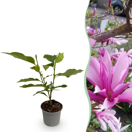 "Gartenpflanze - Magnolia Susan - Blüte Lila - 1 Pflanze - Laubabwerfend - Wenig Pflege - Topf 12cm Höhe 30cm image"