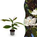 Gartenpflanze - Magnolia grandiflora - Blüte Weiß - 1 Pflanze - Immergrün - Wenig Pflege - Topf 12cm Höhe 30cm