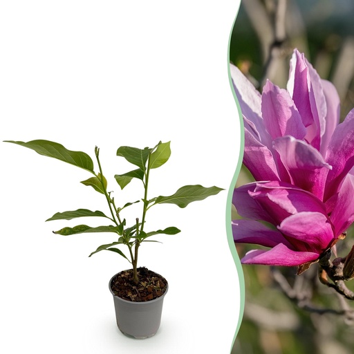 "Gartenpflanze – Magnolia liliiflora ‚Nigra‘ – Blüte Lila – 1 Pflanze – Laubabwerfend – Geringer Pflegeaufwand – Topf 12 cm, Höhe 30 cm image"