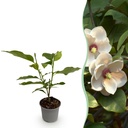 Gartenpflanze - Magnolia sieboldii - Blüte Weiß-Rot - 1 Pflanze - Laubabwerfend - Wenig Pflege - Topf 12cm Höhe 30cm