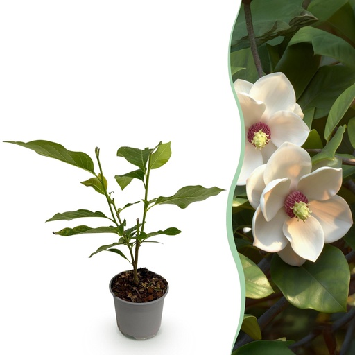 "Gartenpflanze - Magnolia sieboldii - Blüte Weiß-Rot - 1 Pflanze - Laubabwerfend - Wenig Pflege - Topf 12cm Höhe 30cm image"