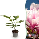 Gartenpflanze - Magnolia soulangeana - Blüte Rosa - 1 Pflanze - Laubabwerfend - Wenig Pflege - Topf 12cm Höhe 30cm