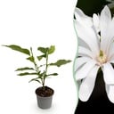 Gartenpflanze - Magnolia stellata Royal Star - Blüte Weiß - 1 Pflanze - Laubabwerfend - Wenig Pflege - Topf 12cm Höhe 30cm