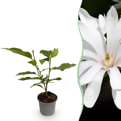 "Stern-Magnolie (Magnolia stellata) – winterharter Blütenstrauch, Höhe ca. 12 cm image"