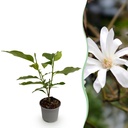 Gartenpflanze - Magnolia stellata - Blüte Weiß - 1 Pflanze - Laubabwerfend - Pflegeleicht - Topf 12cm Höhe 30cm