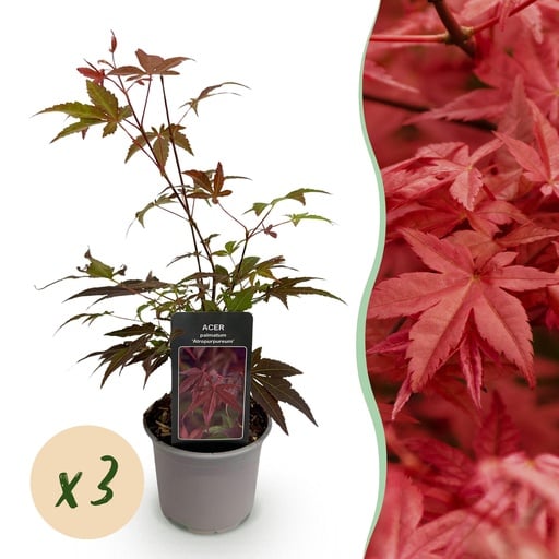 "Gartenpflanze - Acer palmatum Atropurpureum - Lila - 3 Pflanzen - Laubabwerfend - Pflegeleicht - Topf 12 cm Höhe 35 cm image"