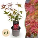 Gartenpflanze - Acer palmatum Beni-maiko - Rot - 3 Pflanzen - Laubabwerfend - Wenig Pflege - Topf 12 cm Höhe 35 cm