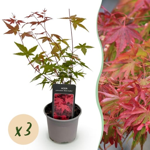 "Roter Fächerahorn (Acer palmatum) – winterharter Zierstrauch, Höhe ca. 12 cm image"