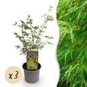 Gartenpflanze - Acer palmatum Emerald Lace - Grün - 3 Pflanzen - Laubabwerfend - Wenig Pflege - Topf 12 cm Höhe 35 cm