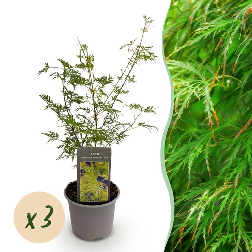"Fächerahorn (Acer palmatum) – winterharter Zierbaum, Höhe ca. 12 cm image"