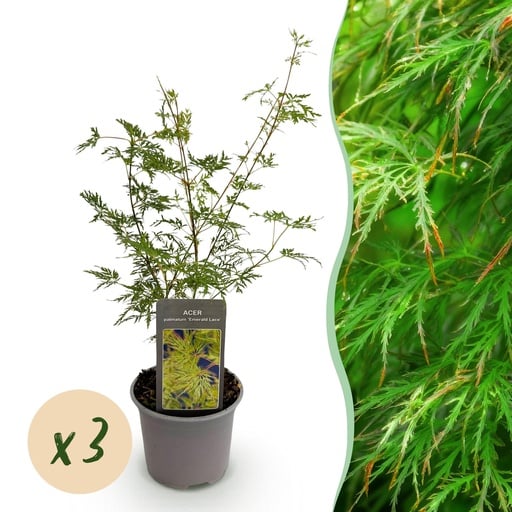 "Fächerahorn (Acer palmatum) – winterharter Zierbaum, Höhe ca. 12 cm image"