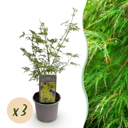 "Fächerahorn 'Emerald Lace' 3er-Set (Acer palmatum) – winterharter Zierstrauch, Topf-Ø 12 cm, Höhe ca. 35 cm image"