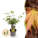 Gartenpflanze – Acer palmatum ‚Katsura‘ – Orange – 3 Pflanzen – Laubabwerfend – Pflegeleicht – Topf 12 cm, Höhe 35 cm