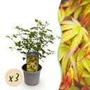 Gartenpflanze – Acer palmatum ‚Little Princess‘ – Grün – 3 Pflanzen – Laubabwerfend – Wenig Pflege – Topf 12 cm, Höhe 35 cm