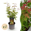 Gartenpflanze - Acer palmatum Phoenix - Rosa - 3 Pflanzen - Laubabwerfend - Wenig Pflege - Topf 12cm Höhe 35cm