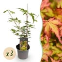 Gartenpflanze - Acer palmatum Sangokaku - Grün - 3 Pflanzen - Blattabwerfend - Wenig Pflege - Topf 12cm Höhe 35cm