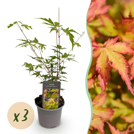 "Gartenpflanze - Acer palmatum Sangokaku - Grün - 3 Pflanzen - Blattabwerfend - Wenig Pflege - Topf 12cm Höhe 35cm image"