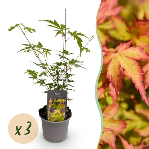 "Korallenrinden-Ahorn (Acer palmatum) – winterharter Zierstrauch, Höhe ca. 12 cm image"