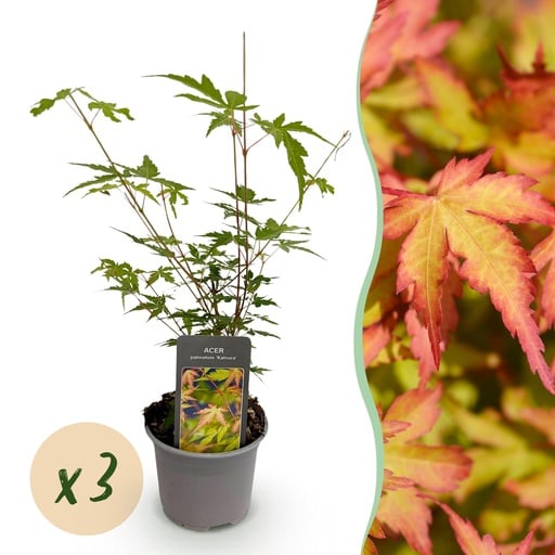 "Fächerahorn 'Sangokaku' 3er-Set (Acer palmatum) – winterharter Zierstrauch, Topf-Ø 12 cm, Höhe ca. 35 cm image"