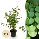 Gartenpflanze - Cercidiphyllum japonicum - Grün - 3 Pflanzen - Laubabwerfend - Pflegeleicht - Topf 12cm Höhe 35cm