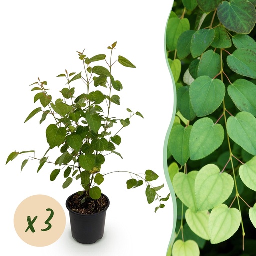 "Lebkuchenbaum 3er-Set (Cercidiphyllum japonicum) – winterharter Zierbaum, Topf-Ø 12 cm, Höhe ca. 35 cm image"