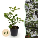 Gartenpflanze - Cornus Florida - Weiß-rosa Blüte - 3 Pflanzen - Laubabwerfend - Pflegeleicht - Topf 12cm Höhe 35cm