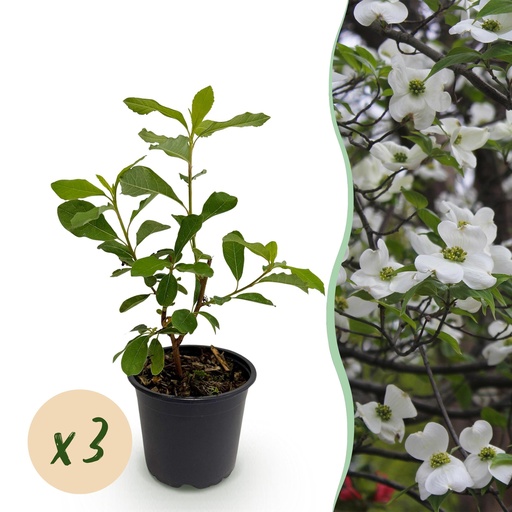 "Gartenpflanze - Cornus Florida - Weiß-rosa Blüte - 3 Pflanzen - Laubabwerfend - Pflegeleicht - Topf 12cm Höhe 35cm image"