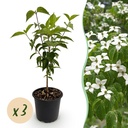 Gartenpflanze - Cornus kousa chinensis - Weiße Blüte - 3 Pflanzen - Laubabwerfend - Pflegeleicht - Topf 12cm Höhe 35cm